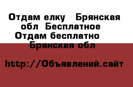 Отдам елку - Брянская обл. Бесплатное » Отдам бесплатно   . Брянская обл.